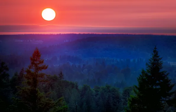 Картинка лес, пейзаж, ночь, луна, гора