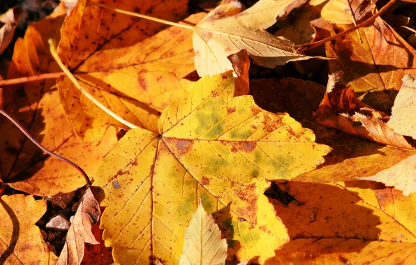 Осень, природа, лист, макро фото