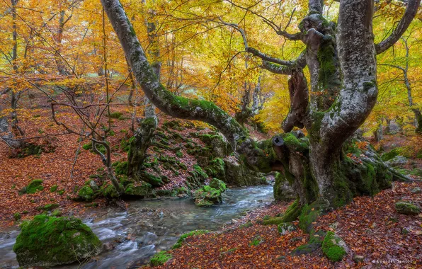 Картинка осень, лес, деревья, природа, ручей