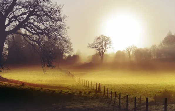 Картинка поле, пейзаж, туман, забор, утро