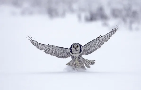 Картинка зима, снег, животное, птица, полёт, сокол, bird, flight