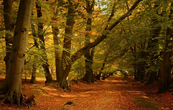 Дорога, осень, лес, деревья, Англия, England, Ashridge Wood, Лес Ашридж