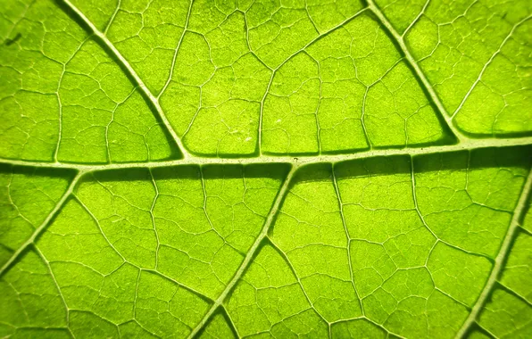 Картинка green, leaves, photosynthesis
