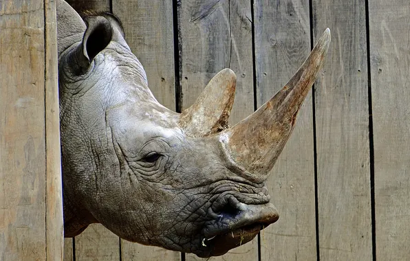 Картинка фон, носорог, зоо
