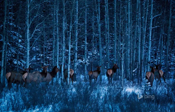 Картинка зима, лес, снег, деревья, Канада, Альберта, Banff National Park, лоси