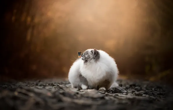 Кошка, кот, взгляд, природа, камни, бабочка, мордашка, размытый фон