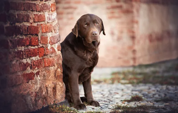 Картинка стена, собака, грустный взгляд, Лабрадор-ретривер