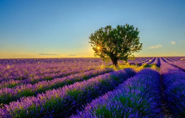 Картинка лето, солнце, лучи, свет, деревья, закат, цветы, вечер