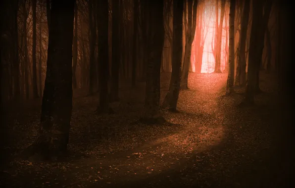 Картинка лес, деревья, дорожка, полумрак