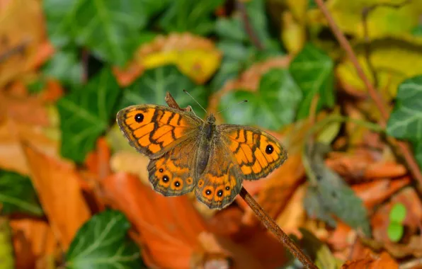 Картинка Макро, Бабочка, Macro, Butterfly