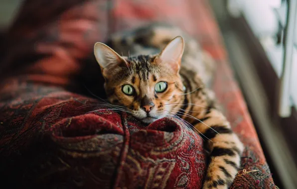Картинка green eyes, photo, Cat, animal, paws, couch, fur, portrait