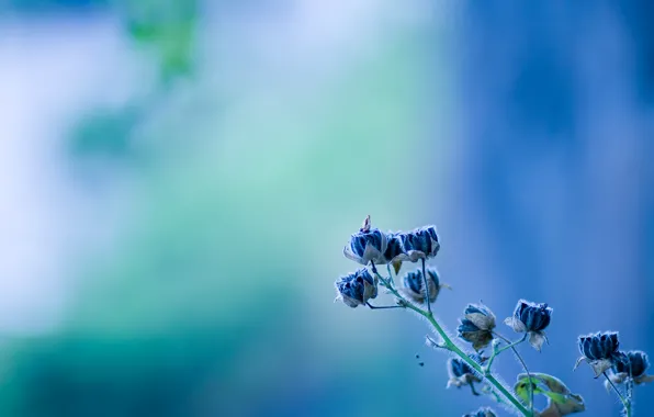 Цветок, голубой, колокольчик, flower, texture, blue