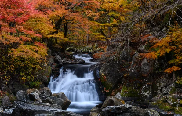 Картинка осень, лес, ручей, камни, водопад, Япония, каскад
