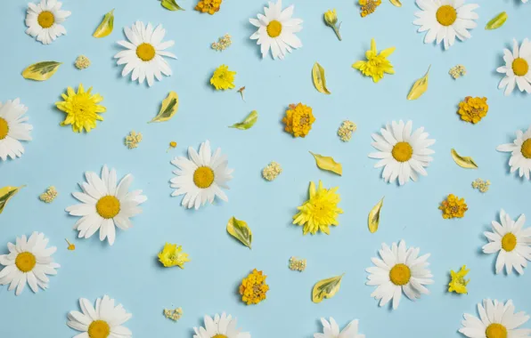 Картинка цветы, ромашки, white, хризантемы, yellow, flowers, background, голубой фон