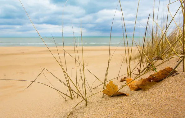 Картинка песок, море, трава, макро, природа, лист