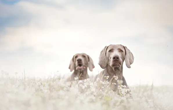 Фон, друг, собака