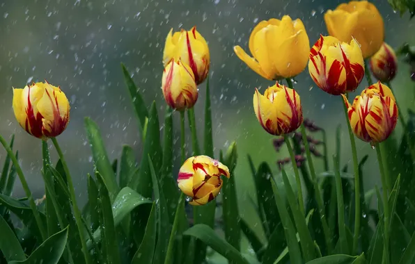 Картинка цветы, дождь, тюльпаны