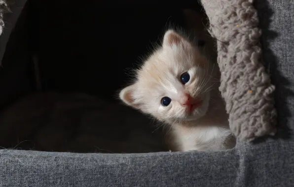 Кошка, темный фон, котенок, выглядывает, кошкин дом