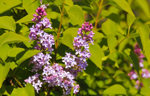 Flower, spring, lilac