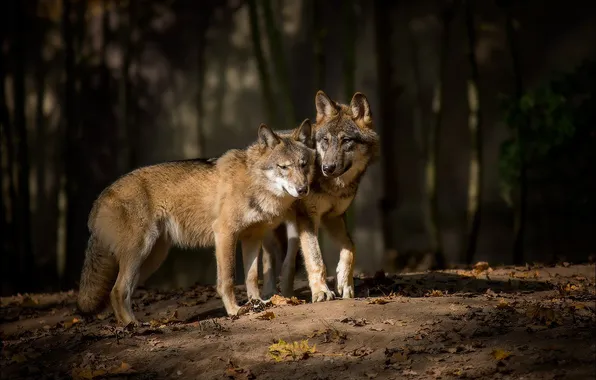 Картинка nature, predator, animal, wolf, wildlife, portrait, portrait., Canis lupus. face
