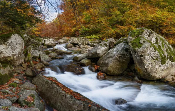 Осень, лес, ветки, река, камни, течение, листва, водопад