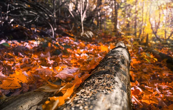 Wood, autumn, sunlight, foliage, woodland
