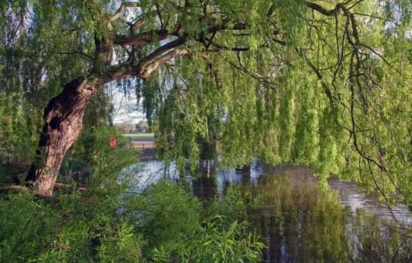 Картинка дерево, Англия, речка, ива