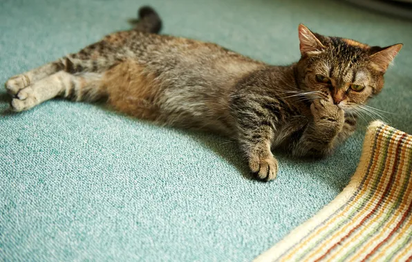Картинка кошка, кот, комната, лапа, на полу, умывание, лежа, половик