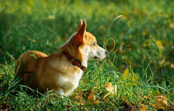Dogs, pembrok, corgi