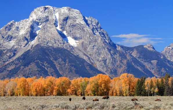 Осень, деревья, горы, Вайоминг, США, Гранд-Титон, Grand Teton National Park, бизон