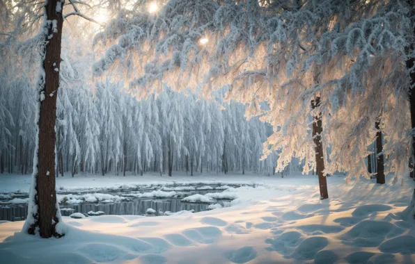 Зима, иней, лес, солнце, свет, снег, деревья, пейзаж