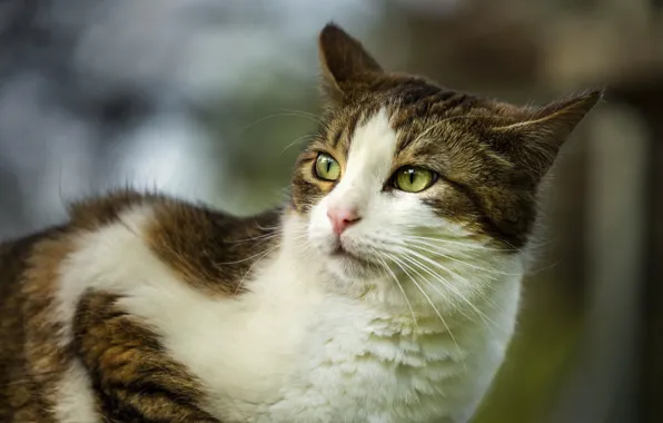 Кошка, кот, взгляд, природа, поза, мордашка