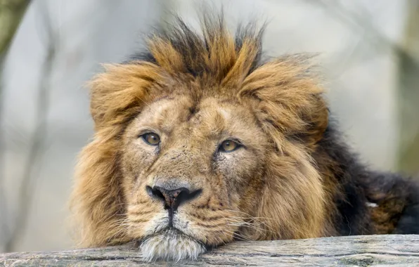 Кошка, взгляд, морда, лев, ©Tambako The Jaguar