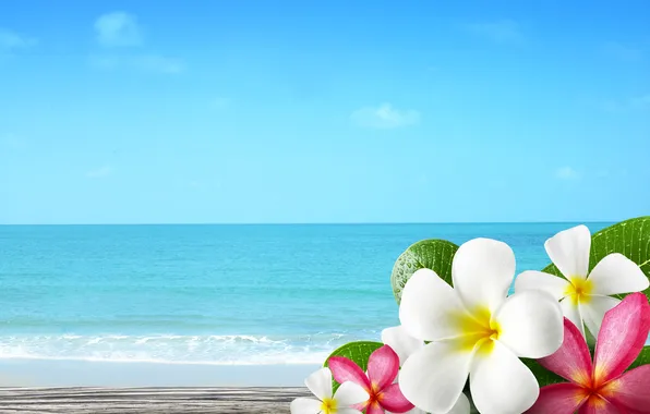 Песок, море, пляж, лето, цветы, summer, beach, sea