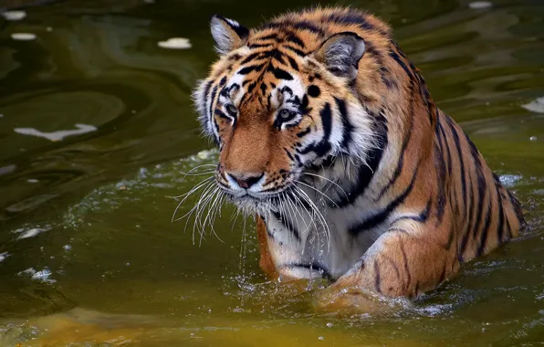Картинка усы, взгляд, морда, вода, капли, тигр, хищник, tiger
