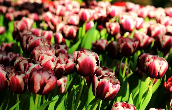 Картинка весна, тюльпаны, flowers, spring, Tulips