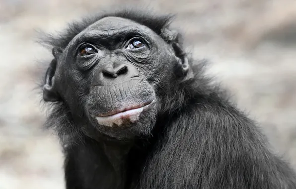 Картинка взгляд, природа, обезьяна, pygmy chimpanzee