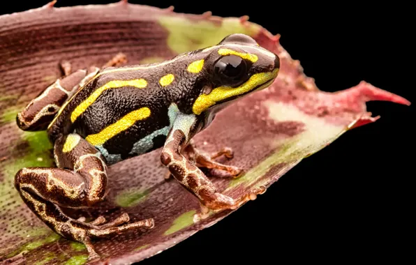 Toxic, black, yellow, frog, leaf