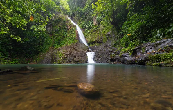 Картинка зелень, деревья, тропики, камни, водопад, Guadeloupe, Basse-Terre
