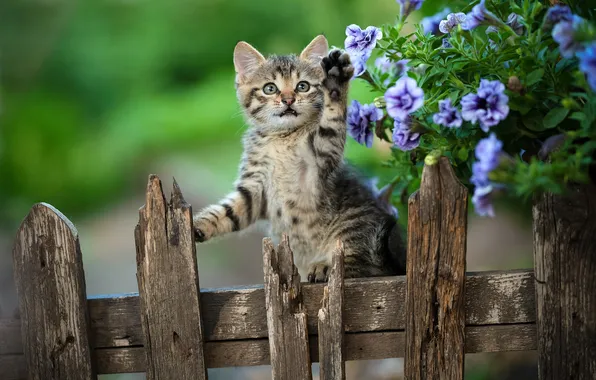 Цветы, забор, котёнок, лапка, Юрий Коротун