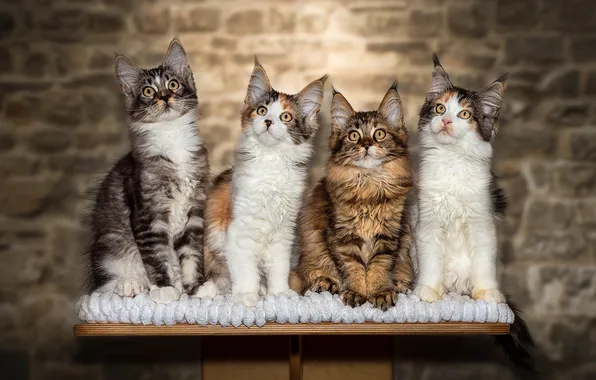 Взгляд, кошки, котенок, стена, котята, кирпичи, полосатый, столик