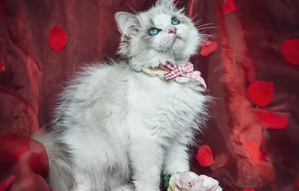 Кошка, взгляд, природа, поза, котенок, мордашка