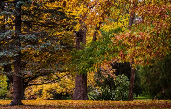 Осень, листья, деревья, парк, Новая Зеландия, New Zealand, Крайстчерч, Christchurch