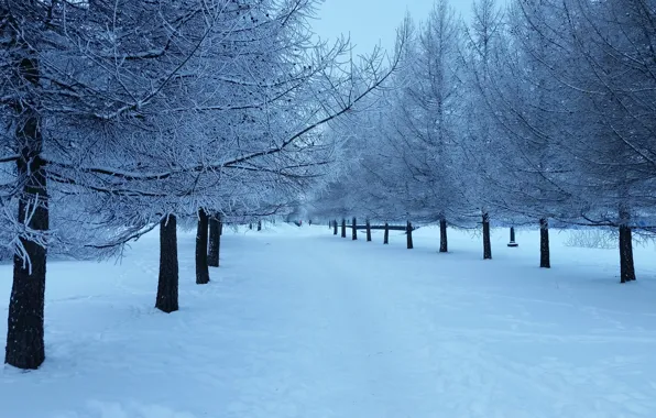 Природа, Зима, Снег, Пейзаж, Ёлка, Ёлки, Снег на ёлке, Ёлочки
