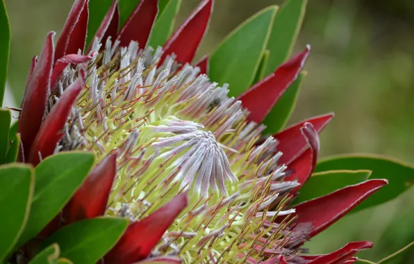 Цветок, природа, лепестки, protea cynaroides, king protea