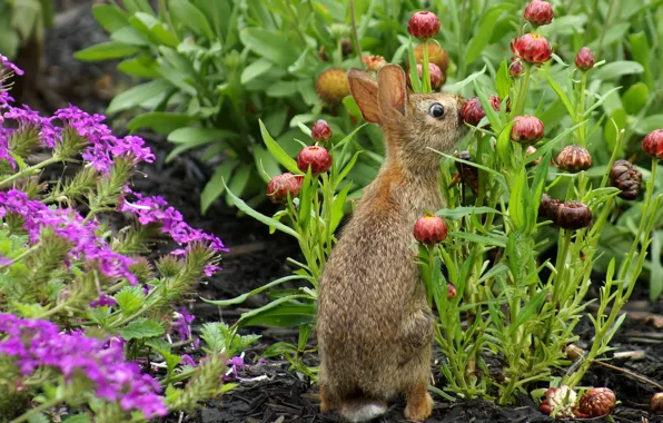 Картинка цветы, сад, кролик