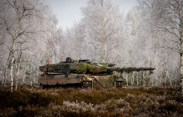 Картинка лес, трава, деревья, танк, боевой, Leopard 2A6M