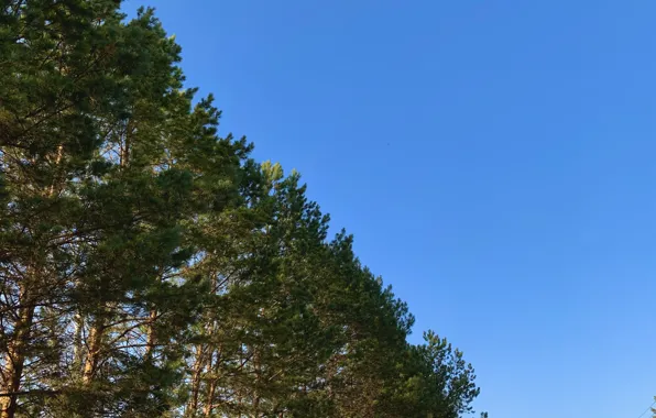 Небо, Осень, Сосна, синее небо, Простор