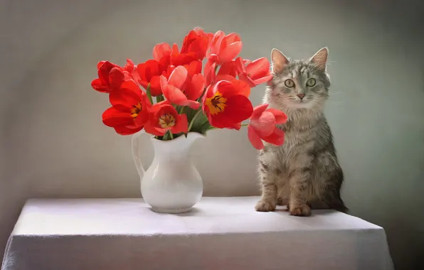Картинка кошка, кот, цветы, стол, животное, тюльпаны, кувшин, Ковалёва Светлана