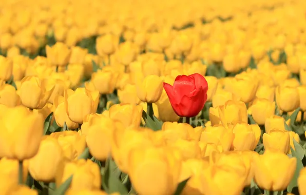 Тюльпаны, бутоны, много, плантация, жёлтые тюльпаны, красный тюльпан
